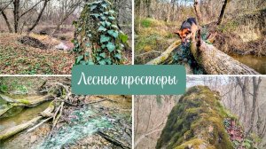 Лесные прекрасные моменты, на реке в Краснодарском крае.