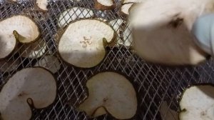 Сушилка прошла испытание. Груши, бананы, яблоки засушились на отлично.