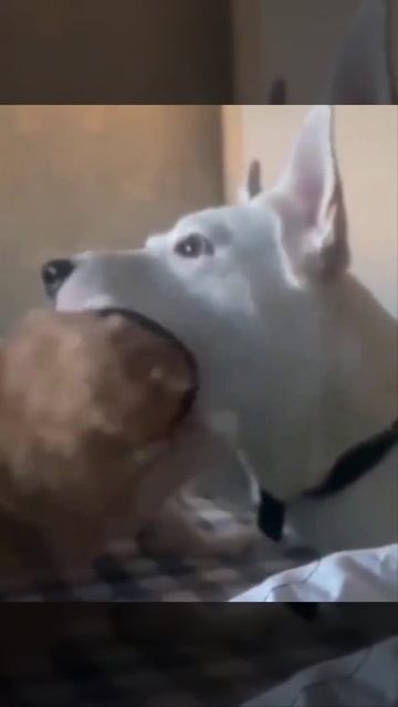 Приколы с собаками. Ржу не могу!