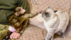 Анфиса и Финик РАЗБАЛОВАЛИСЬ и просто начали ВДВОЕМ ДОСТАВАТЬ Басика!))