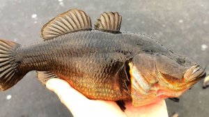 Ловлю ротанов. Зимняя рыбалка. Клёв стихает.