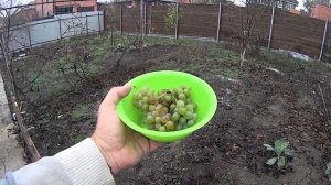 ЗИМНИЙ ВИНОГРАД В РОСТОВЕ ,СБОР УРОЖАЯ