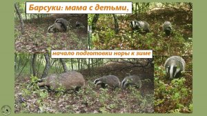 Барсучиха с детьми, у норы и не только. Барсук начал расширять нору. Конец июня