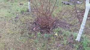 А сад ждёт зиму с тёплым снежным покрывалом