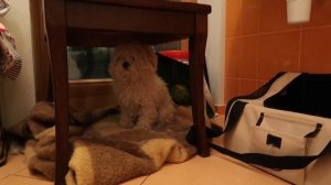 СЕРИАЛ ПОДЗЕМЕЛЬЕ | ГОЛОС ИЗ ЛЮКА 1 СЕРИЯ