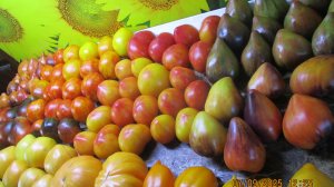 Все эти семена томатов есть в наличии!