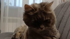 Сибирская кошка. Декабрь 2025.