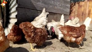 Любовь птицевода к Курочкам 🐥🐔🥚 Нежное видео 🐓 Версия (77)