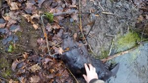 Охота на бобра. Ловля на зимовальных норах (Будни охотника и рыбака)