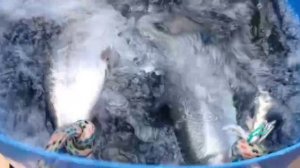 Третье зарыбление и отличный уловов гольца.