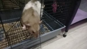 крысячая     магия 🙄🙄🙄🙄😮😮