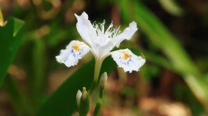 Великолепная, мощная музыка для души🌺Сборник лучших мелодий🌿Сергей Грищук #4