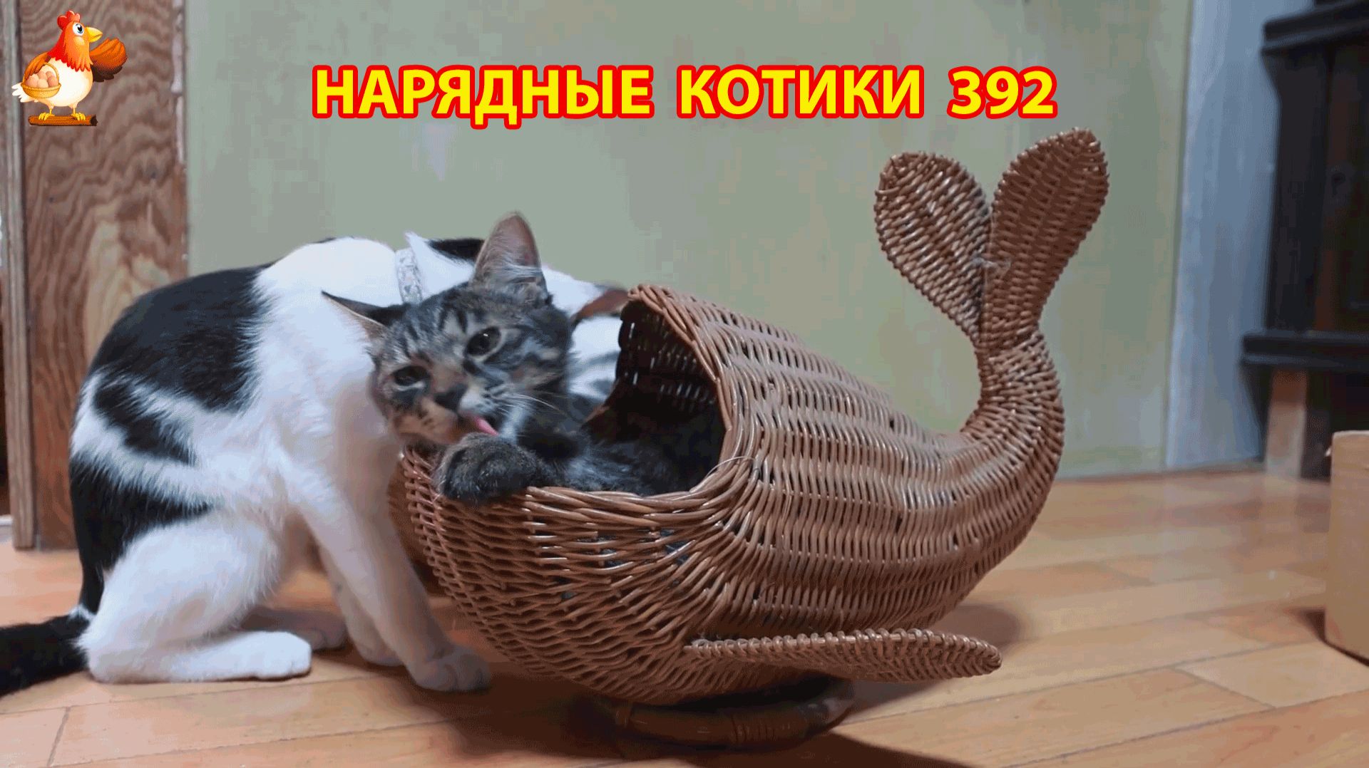 Нарядные Котики расслабляются на солнышке 🌞 🐈🐈🐈 (392)