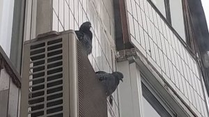 Это кто там сидит? Гости.Кошка на вахте😀.