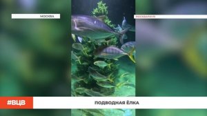 Подводная ёлка / В центре внимания - 12 (05.12.2025)