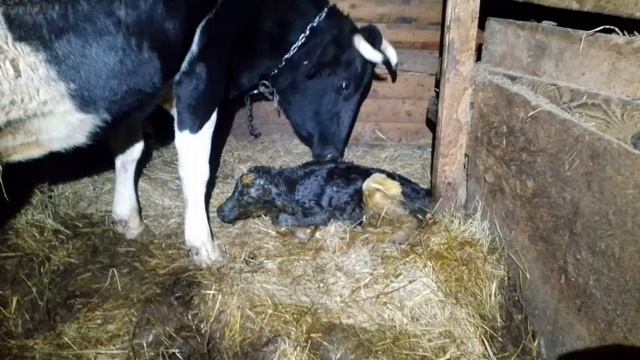 Нет для горожанки в селе. жизнь в деревне
