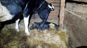 Не для горожанки в селе. жизнь в деревне