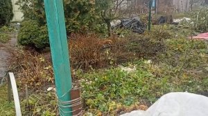 6 декабря. Сажаем цветы и ещё идут грибы на участке. Вот такая зима))))