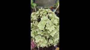 Как подготовить крупнолистную гортензию к зиме