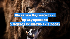 Жителей Подмосковья предупредили о медведях-шатунах в лесах