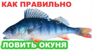 Как правильно ловить Окуня зимой на незнакомом водоеме
