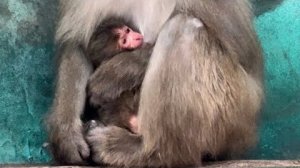 Мы все НА НЕРВАХ! Рита швыряет от себя малыша, хоть бы не убила!