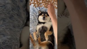 история от Елены Райтман❤