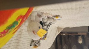 играю с басиками.