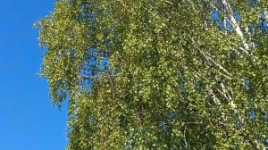 СТРАНА БЕРЁЗОВОГО СИТЦА