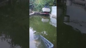 обитатели пруда