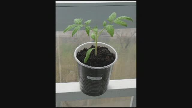 Выращивание рассады помидоров