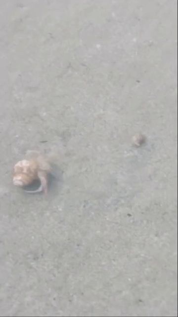 Бешенный крабсс