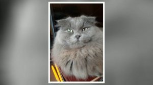 Кошечке Шебе