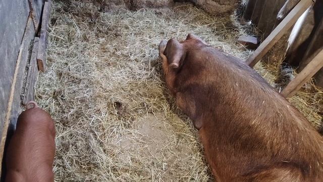 Ремонт сарая, пересадил поросят, работа по хозяйству.