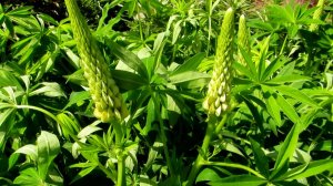 Молодой майский люпин