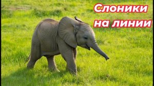 Дмитрий и мошенники - 115 (подборка слоник, хоботочек)