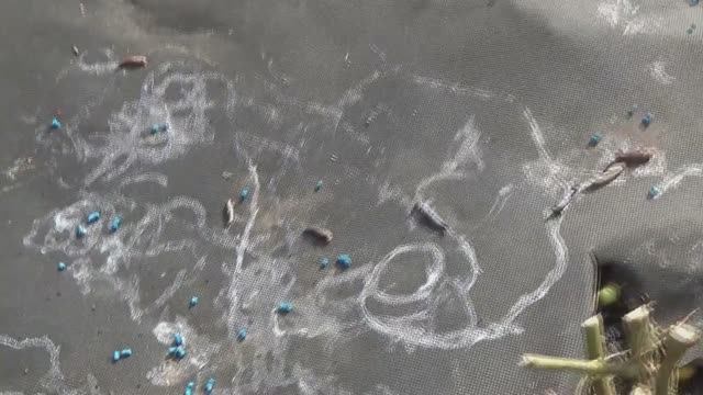 "ДЕДОВСКИЙ" способ успешной борьбы со слизнями! Совет от зрителей.