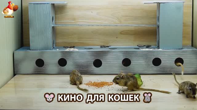 Видео для кошек про крысок развлекать питомцев 🐭🐀😂 (395)