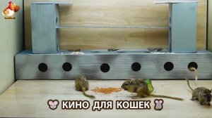Видео для кошек про крысок развлекать питомцев 🐭🐀😂 (395)