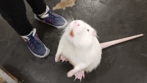 крысячая магия 😮😮😮😮😮