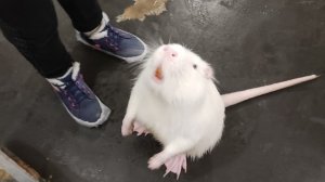 крысячая магия 😮😮😮😮😮