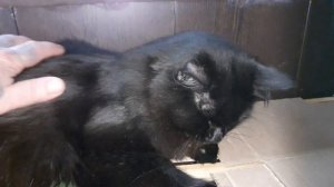 Мишка дома.