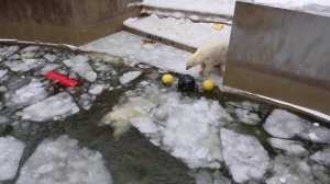 Игры в воде и на суше продолжаются 04.12.2025