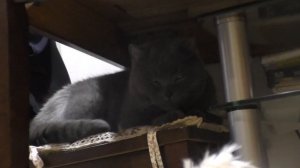 СЛЕПЫЕ ПРЯТКИ С ПРИЗРАКОМ В ЧУЖОМ ДОМЕ | кошачья история ужасов 3 серия