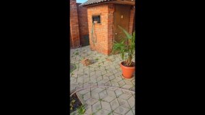 ЕДУ под УСТЬ-ЛАБИНСК за ПАЛЬМАМИ для ВЫСАДКИ в ЦЕНТРЕ ГЕЛЕНДЖИКА