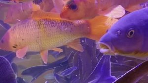 Карп кои и осетр