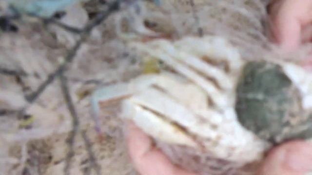 Таиланд. Спасаем крабов из сети на пляже Патонг, Пхукет за 50 тысяч рублей с перелётом. @tutsi-dieti смотреть онлайн