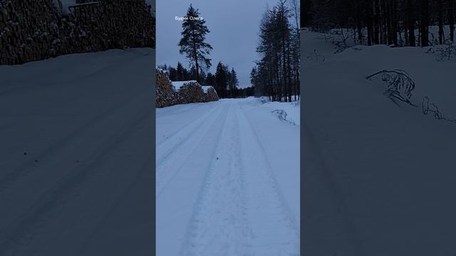 Поход в лес на мотособаке. Где собирали ягоды, теперь голое поле.