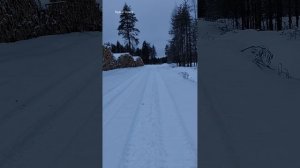 Поход в лес на мотособаке. Где собирали ягоды, теперь голое поле.