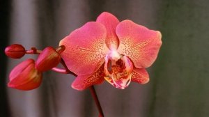 Фаленопсис Leco Fantastic